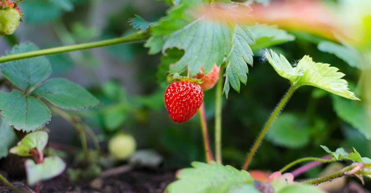 Which crop should I grow to make the most pixels? - Selective Focus Photography of Strawberry Fruit