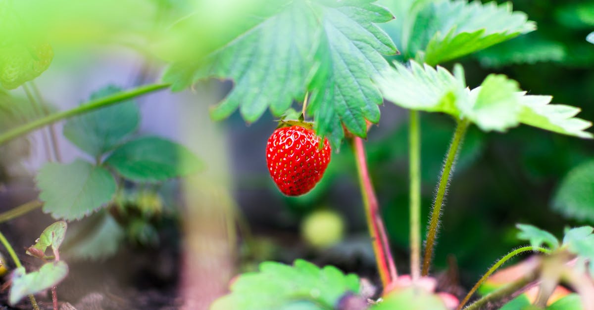 Which crop should I grow to make the most pixels? - Selective Focus Photography of Red Strawberry Fruit
