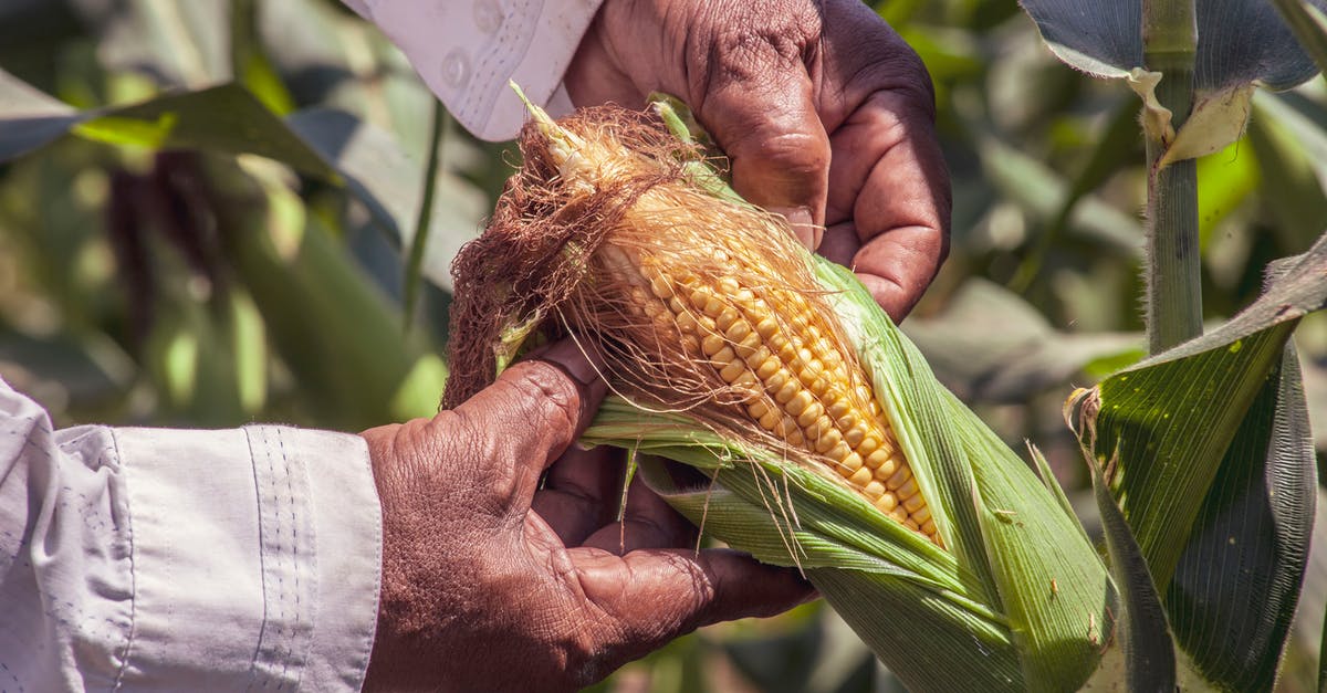 Which crop should I grow to make the most pixels? - Person Holding A Yellow Corn