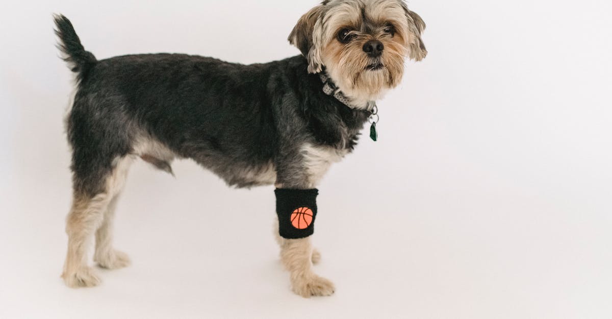 Which Destiny-like FPS game is this picture from? - Small Yorkshire Terrier standing against white wall
