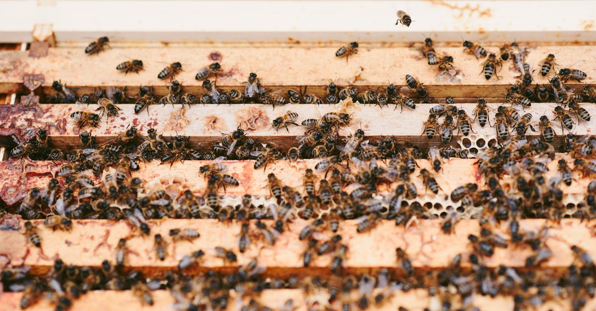 Which honeycombs produce beeswax? - High angle of flack of bees on wooden beehive with honeycombs in apiary