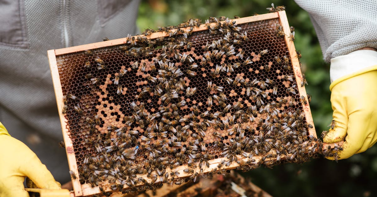 Which honeycombs produce beeswax? - Crop farmer showing honeycomb with bees Which honeycombs produce beeswax? - Crop farmer showing honeycomb with bees
