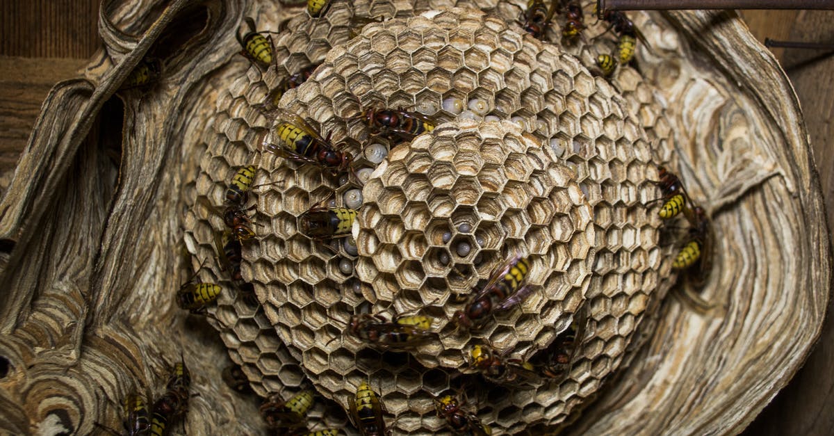 Which honeycombs produce beeswax? - Circular Honeycombs in Beehive Which honeycombs produce beeswax? - Circular Honeycombs in Beehive