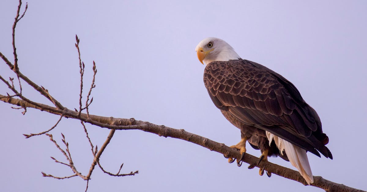 Which is faster, Brawler Claws or Raptor Claws? (No speed modifiers) - A Black and White Eagle Perche on a Tree Branch