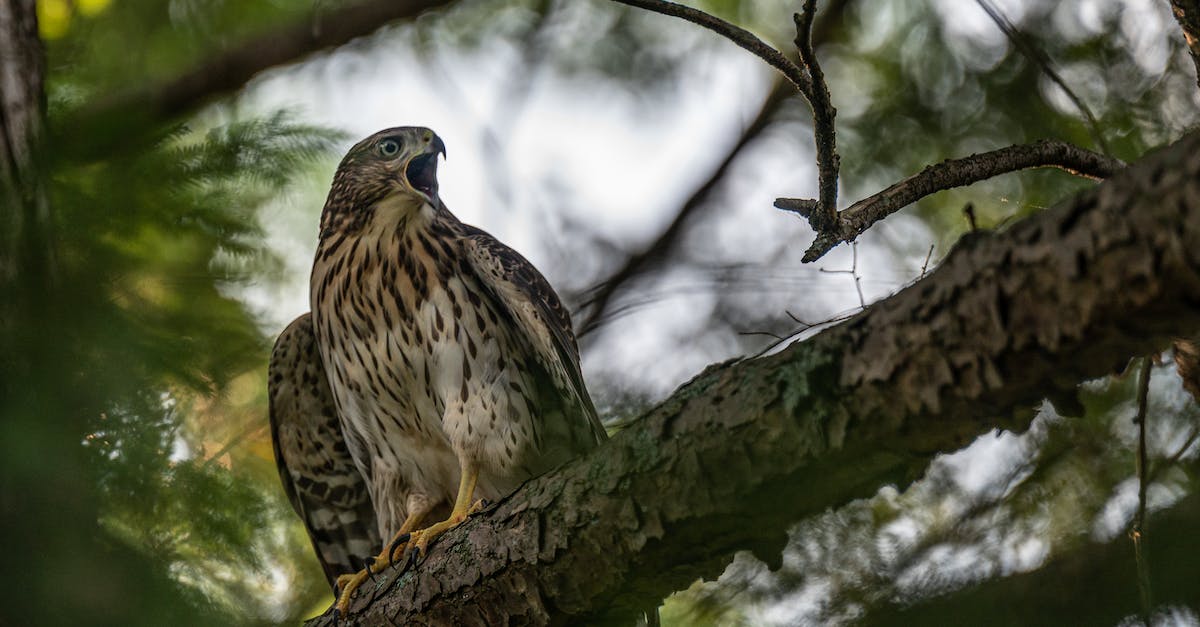Which is faster, Brawler Claws or Raptor Claws? (No speed modifiers) - A Hawk Perched on a Tree Branch