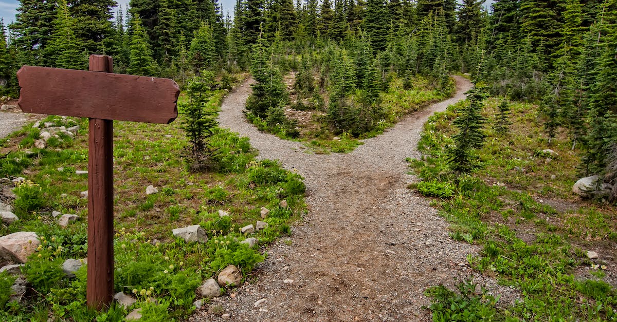 Which lane shall I choose in which case? - Photo of Pathway Surrounded By Fir Trees Which lane shall I choose in which case? - Photo of Pathway Surrounded By Fir Trees
