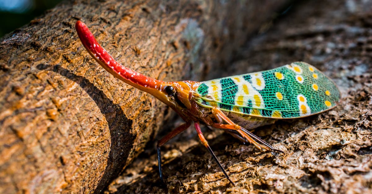Which of my moths have an extra long proboscis? - Green and Red Tree Hopper on Brown Surface