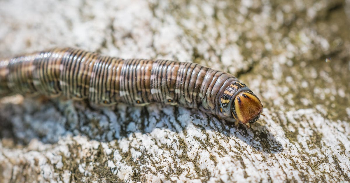 Which of my moths have an extra long proboscis? - Brown and Gray Crawling Insect on Brown and Gray Wooden Surface