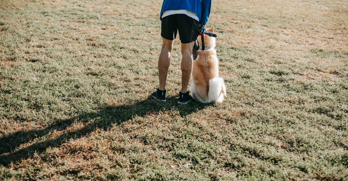 Which pets allow training multiple levels without user interaction? - Back view of crop anonymous male owner in casual outfit taming obedient dog on lawn in sunlight Which pets allow training multiple levels without user interaction? - Back view of crop anonymous male owner in casual outfit taming obedient dog on lawn in sunlight