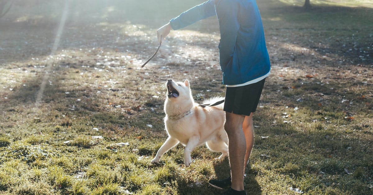 Which pets allow training multiple levels without user interaction? - Crop man with twig training purebred dog on meadow Which pets allow training multiple levels without user interaction? - Crop man with twig training purebred dog on meadow
