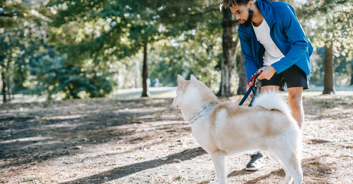 Which pets allow training multiple levels without user interaction? - Ethnic hipster man taming West Siberian Laika in park Which pets allow training multiple levels without user interaction? - Ethnic hipster man taming West Siberian Laika in park