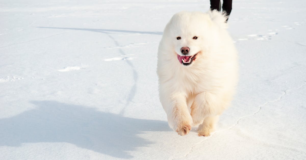 Which Pokemon have a special animation when running with them out of their pokeball? - A White Dog Running on a Snow Covered Ground