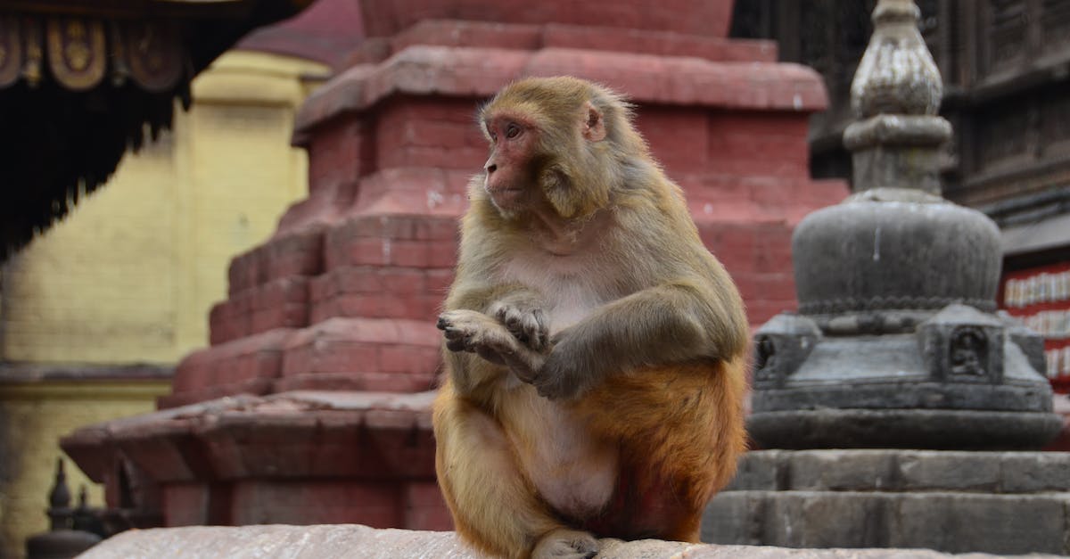 Which tower consumptions benefit a Temple of the Monkey God, and how, exactly? [duplicate] - Brown Monkey Sitting on the Cement