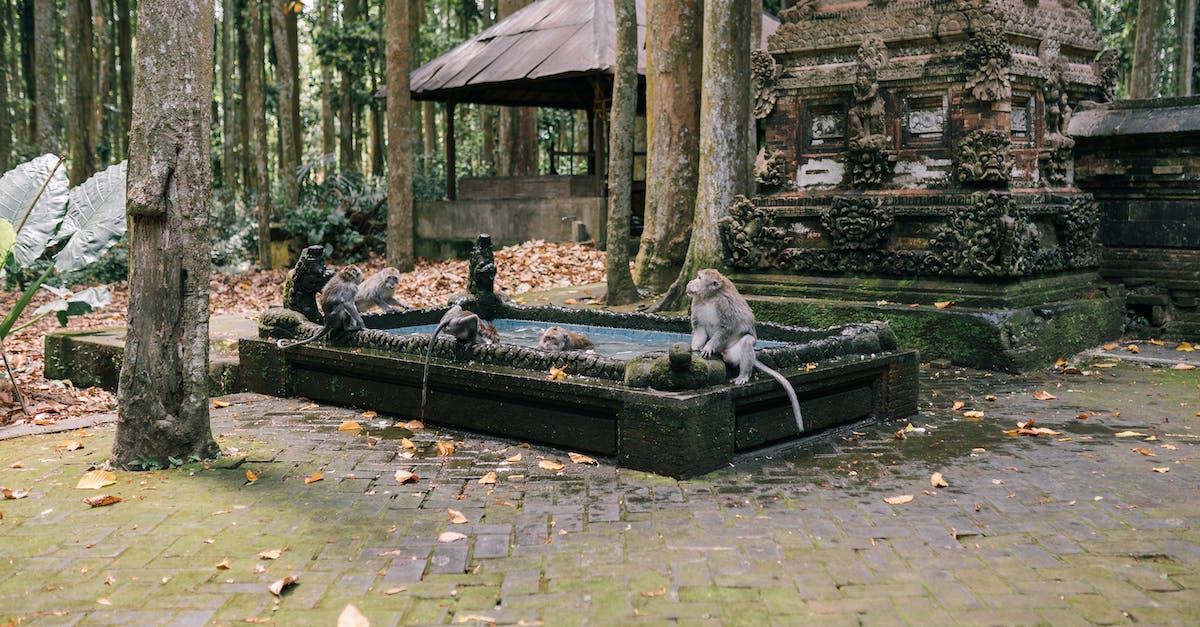 Which tower consumptions benefit a Temple of the Monkey God, and how, exactly? [duplicate] - White and Brown Short Coated Dog on Black Wooden Bench