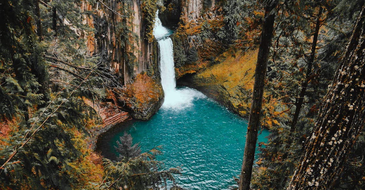 Which trees drop apples? - time-lapse Photo Of Water Falls in the Forest