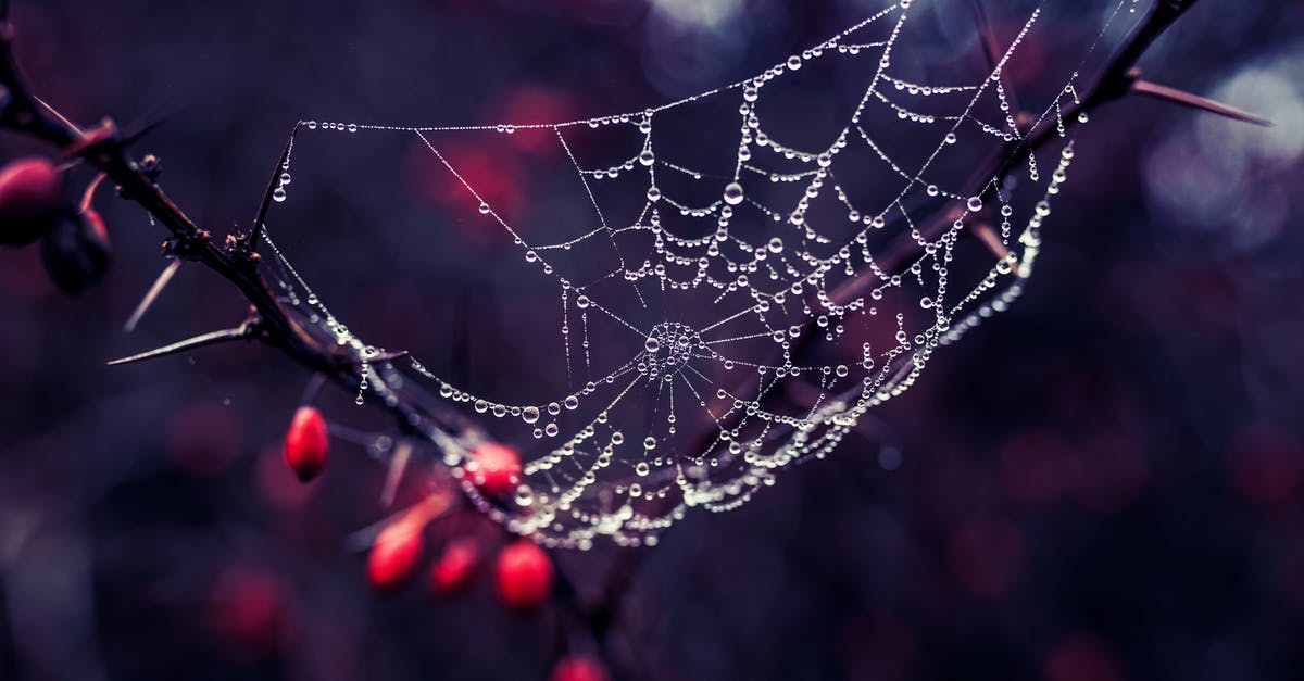 Which trees drop apples? - Spider Web on Trunk