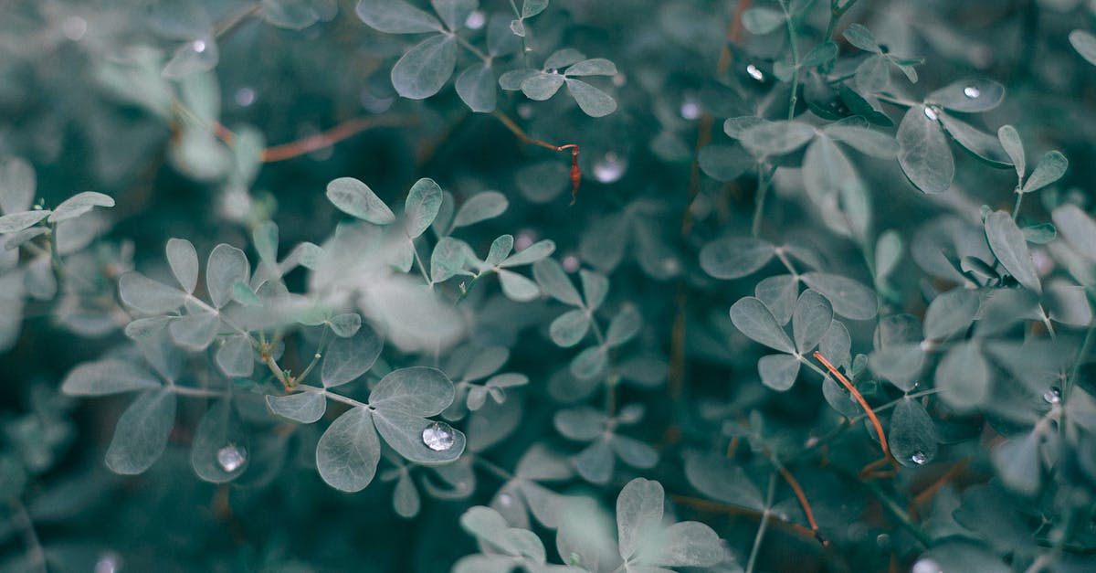 Which trees drop apples? - Lush foliage of bush with water drops Which trees drop apples? - Lush foliage of bush with water drops