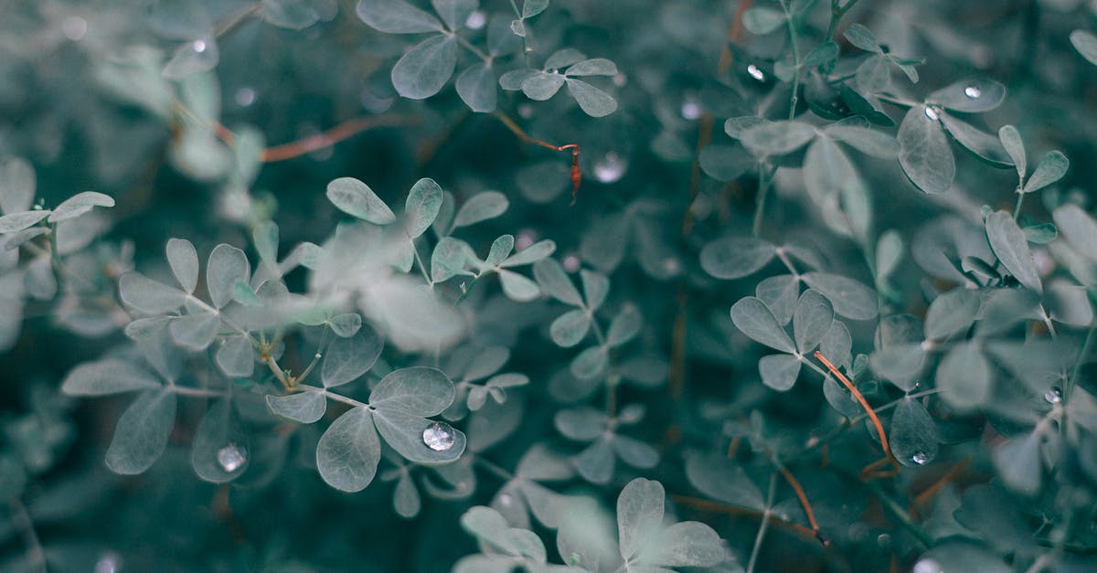 Which trees drop apples? - Lush foliage of bush with water drops