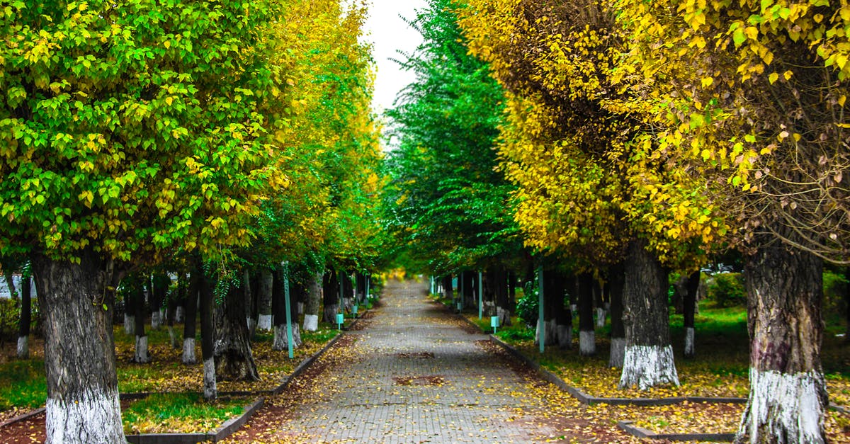 While in workshop mode, what is the difference between green and yellow highlighted items? - Paved Pathway Between Green and Yellow Trees