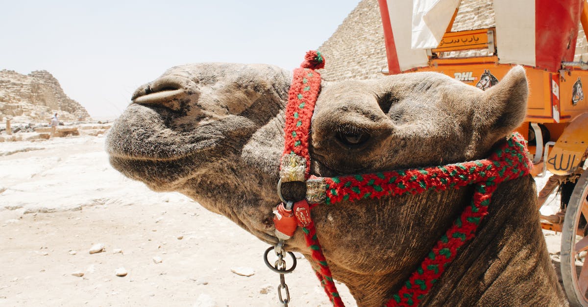 Who or what is Pyramid Head? - Portrait of Brown Camel