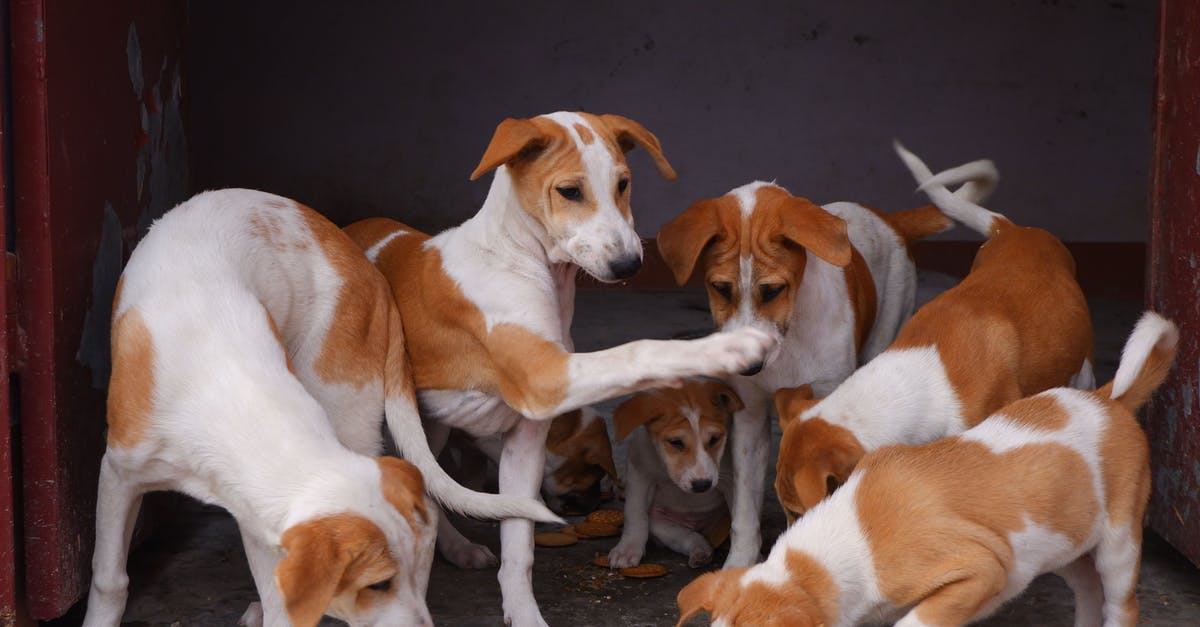 Why am I damaging animals when I shear/breed them? - Free stock photo of animal, beagle, boxer