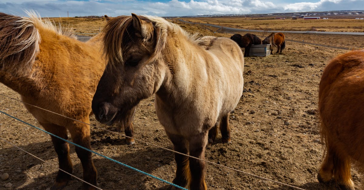 Why am I damaging animals when I shear/breed them? - Brown Horse on Brown Field