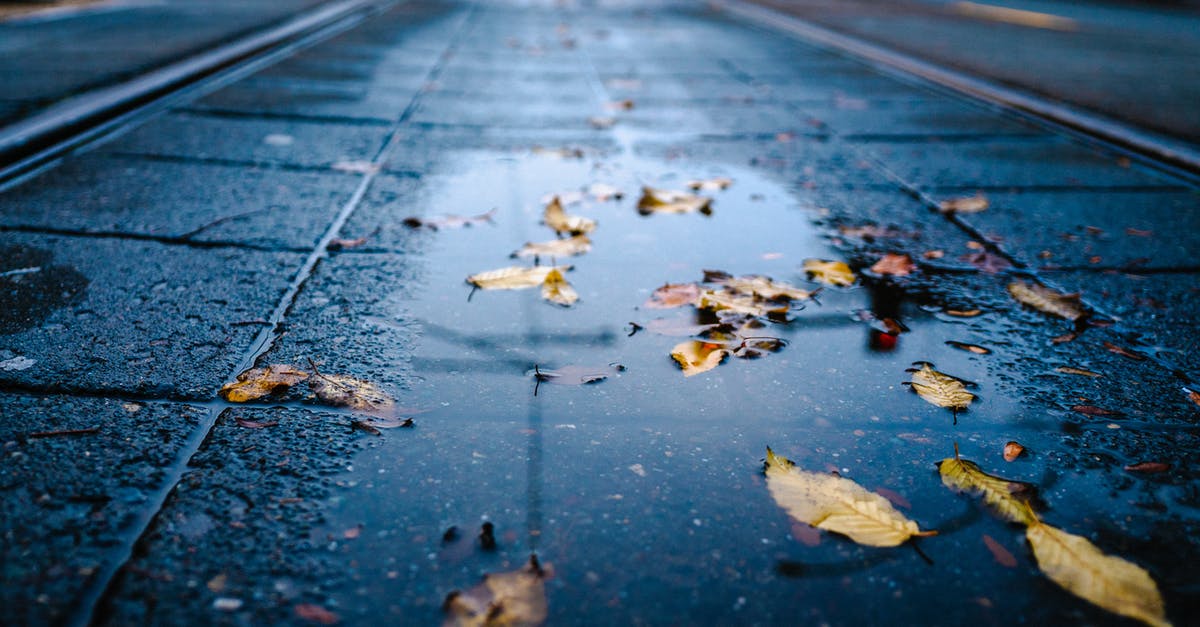 Why am I falling through floor near linked_portal_doors? [closed] - Macro Photography of Yellow Leaves on Wet Road