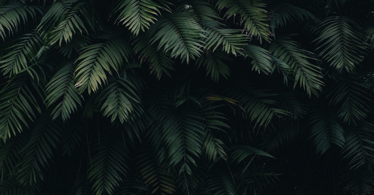Why am I getting green engrams on my 310+ light character? - Green Leaves Why am I getting green engrams on my 310+ light character? - Green Leaves