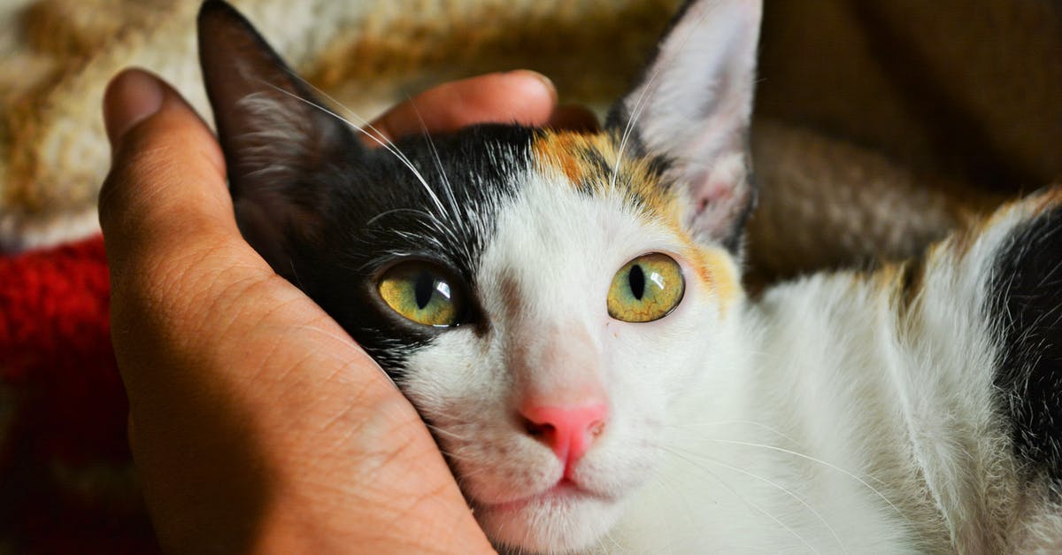 Why are Aerith's eyes green? - Person's Left Hand Holding Calico Cat