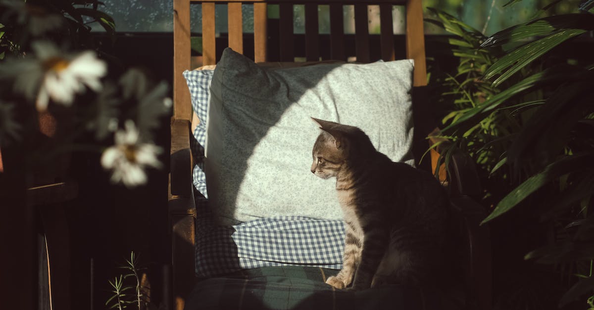 Why are animal crossing furniture items displayed as leaves - Photo of Cat Sitting On Chair Why are animal crossing furniture items displayed as leaves - Photo of Cat Sitting On Chair