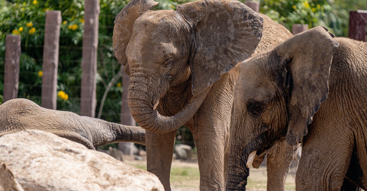 Why are elephants not allowed in CWB? - Free stock photo of a better future for animals, african elephant, animal Why are elephants not allowed in CWB? - Free stock photo of a better future for animals, african elephant, animal