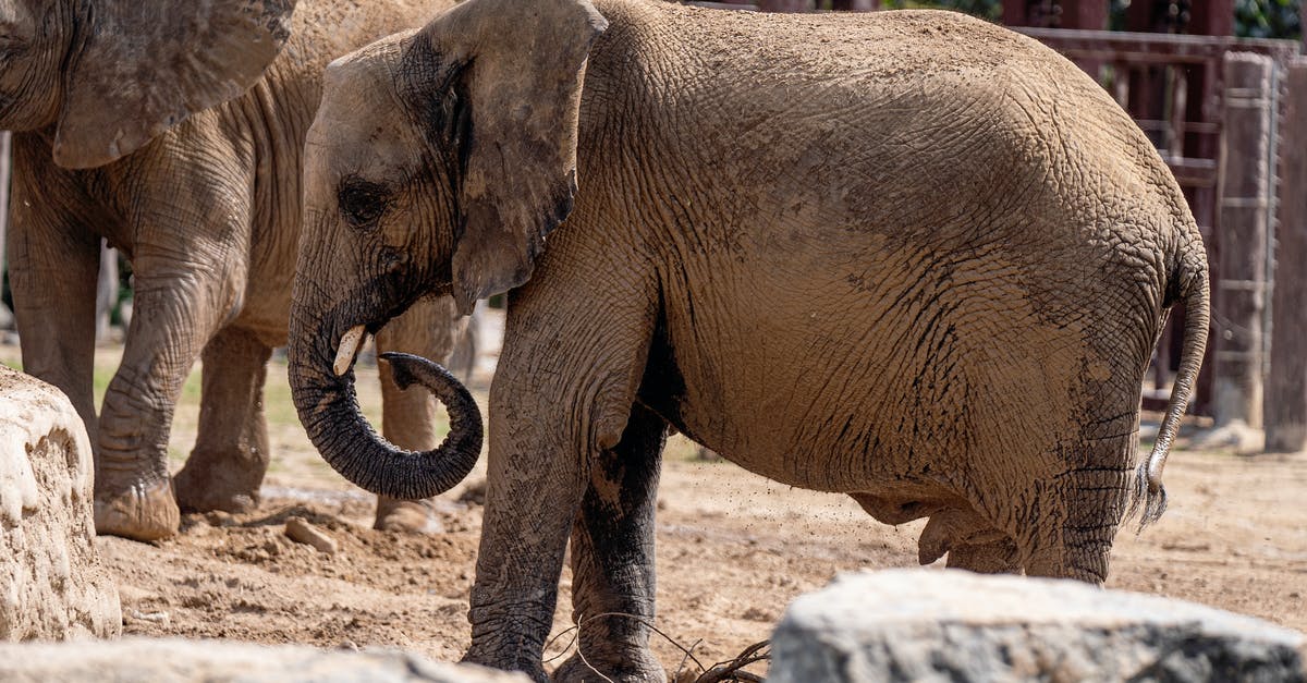 Why are elephants not allowed in CWB? - Free stock photo of a better future for animals, african elephant, animal Why are elephants not allowed in CWB? - Free stock photo of a better future for animals, african elephant, animal