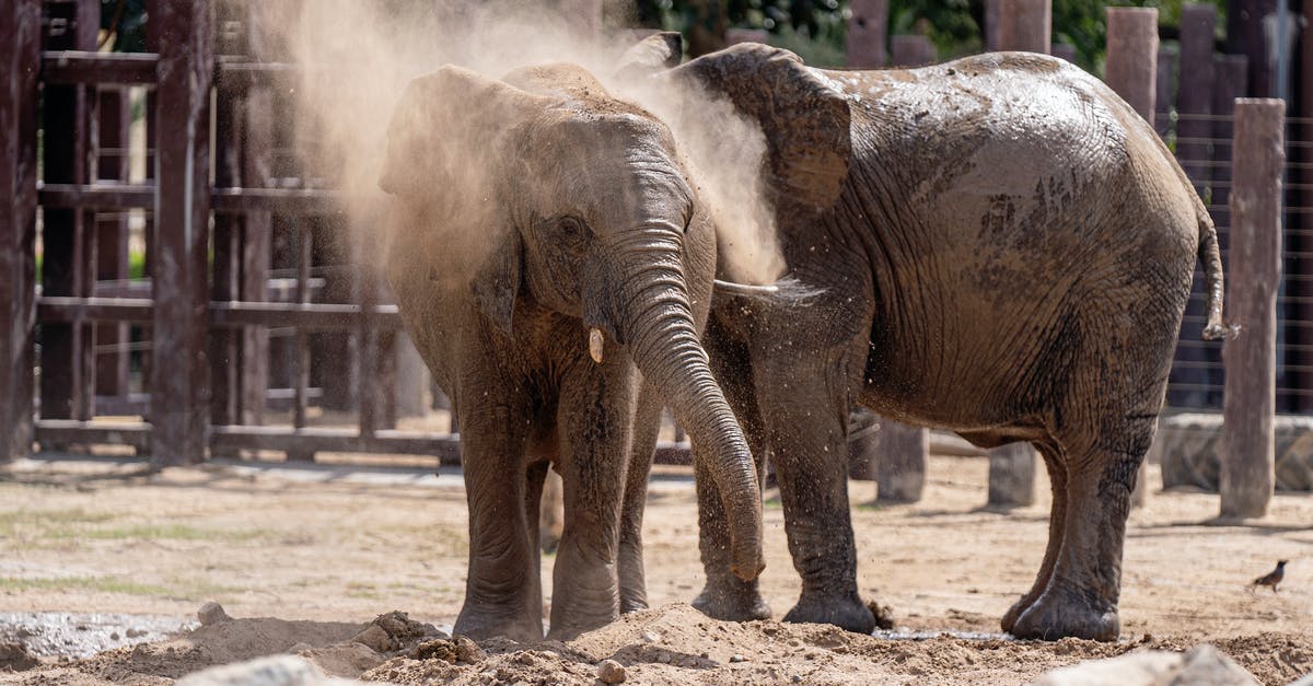 Why are elephants not allowed in CWB? - Free stock photo of a better future for animals, animal, animals Why are elephants not allowed in CWB? - Free stock photo of a better future for animals, animal, animals