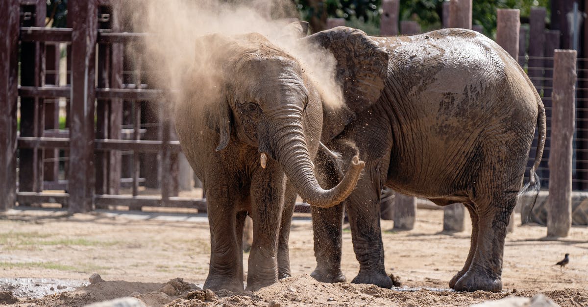 Why are elephants not allowed in CWB? - Free stock photo of a better future for animals, animal, animals Why are elephants not allowed in CWB? - Free stock photo of a better future for animals, animal, animals