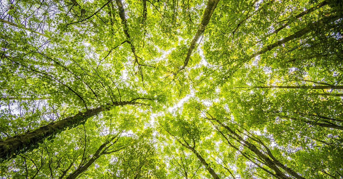 Why are my green bars so low in Minecraft? - Worms Eyeview of Green Trees Why are my green bars so low in Minecraft? - Worms Eyeview of Green Trees