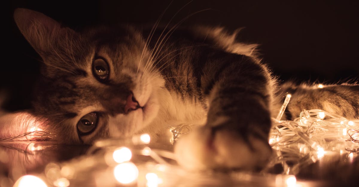 Why are no paw prints displayed? [duplicate] - Gray Tabby Cat Lying on White String Lights
