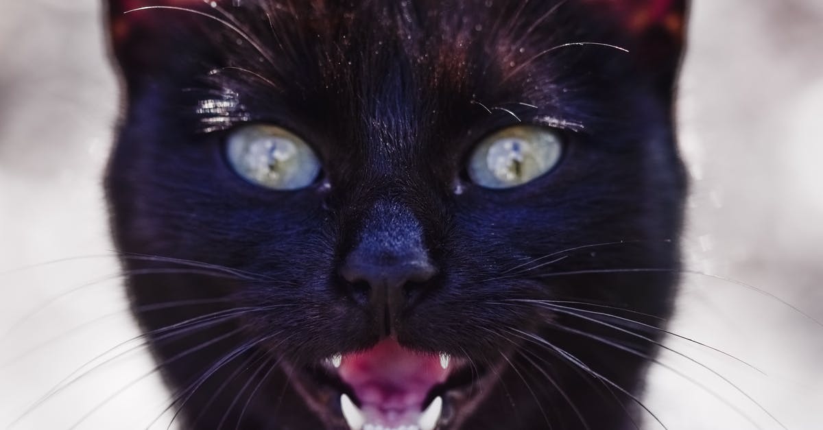 Why are psychopaths so powerful in Evil Within? - Powerful cat with black fur meowing in sunshine