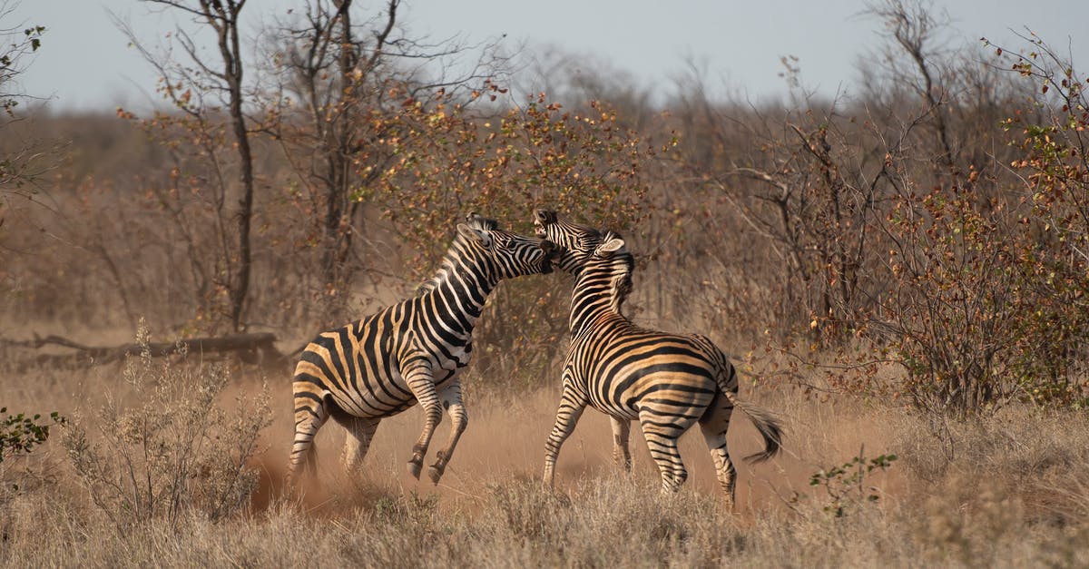 Why are the demons fighting themselves as well as the protagonist? - Zebra Standing on Brown Grass Field