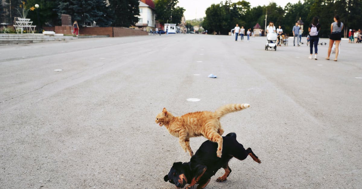 Why are the demons fighting themselves as well as the protagonist? - A Black Dog and Orange Tabby Cat Fighting on the Road