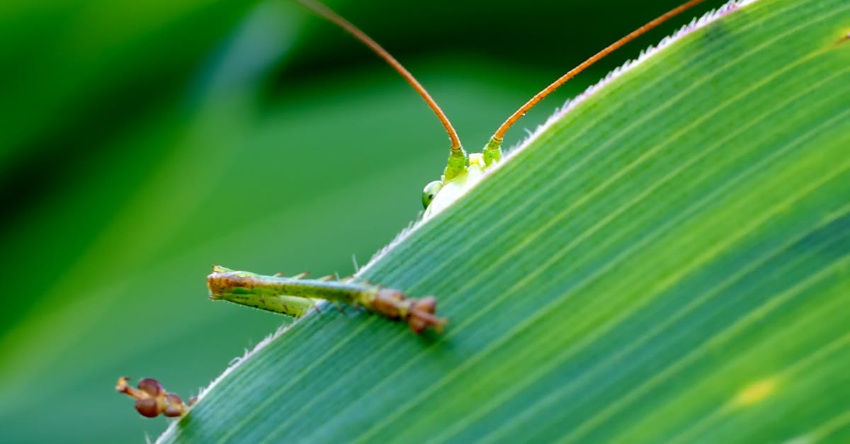 Why are the hidden items in Fire Red/Leaf Green sometimes absent? - Green Insect Behind Green Leaf Why are the hidden items in Fire Red/Leaf Green sometimes absent? - Green Insect Behind Green Leaf