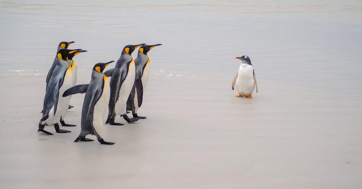 Why are the penguins flashing rainbow? - Penguins on Water Why are the penguins flashing rainbow? - Penguins on Water