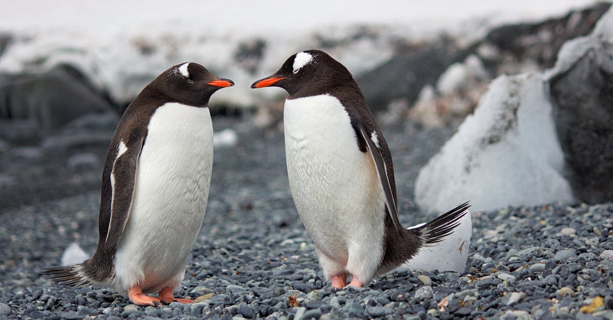 Why are the penguins flashing rainbow? - Selective Focus Photography of Two Penguins Why are the penguins flashing rainbow? - Selective Focus Photography of Two Penguins