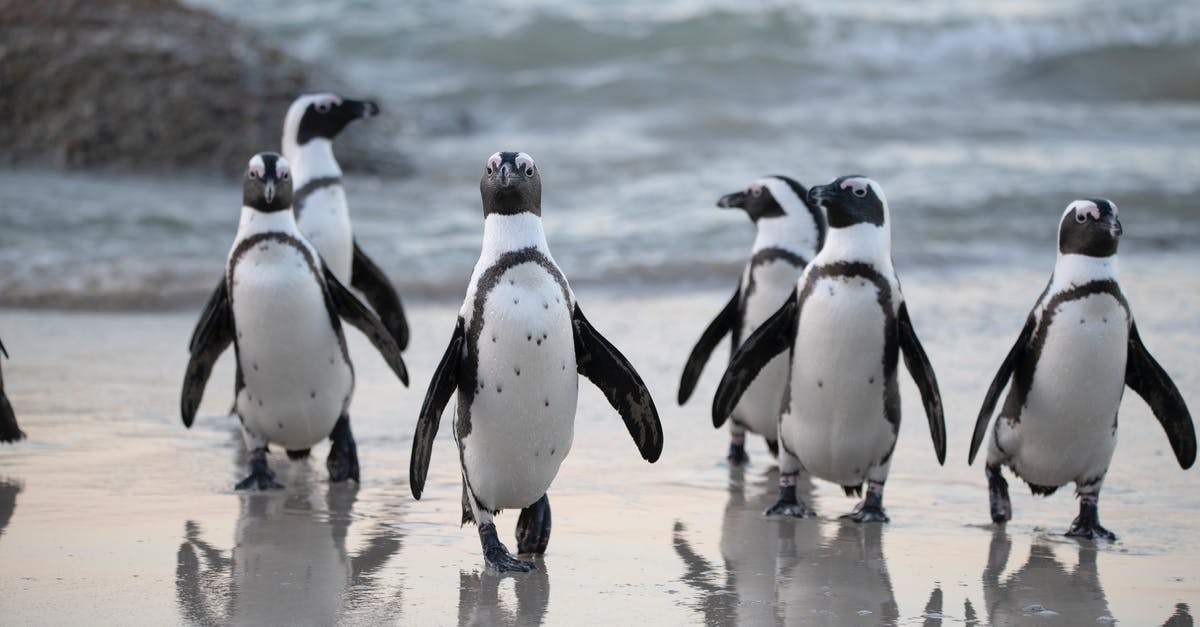 Why are the penguins flashing rainbow? - Flock of Penguins Near Sea Why are the penguins flashing rainbow? - Flock of Penguins Near Sea