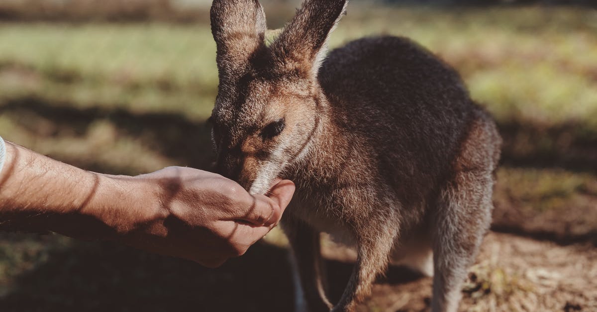 Why aren't more people coming to settle in Sanctuary Hills? - Close-Up Photo of Person's Hand Feeding a Kangaroo