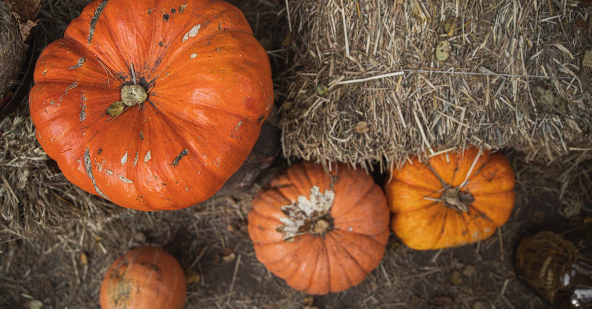 Why can't big iron farms be built anywhere in the world, while small ones can? - Orange Pumpkins Beside Brown Hay Why can't big iron farms be built anywhere in the world, while small ones can? - Orange Pumpkins Beside Brown Hay