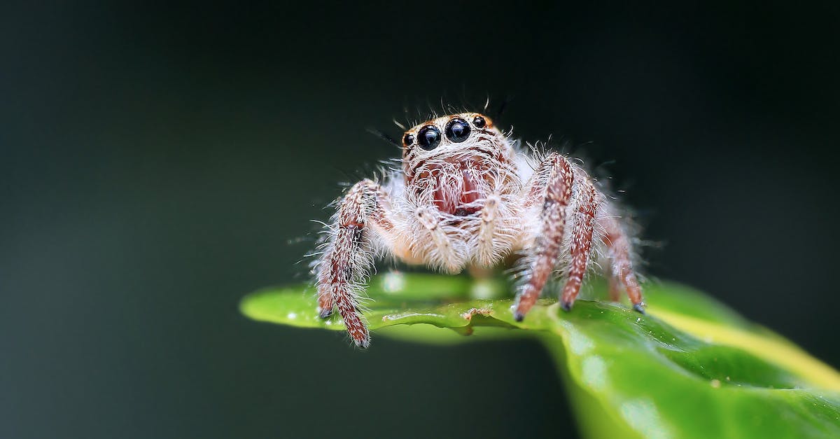 Why can't I change my eye color in New Leaf? - Close-up of Spider on Web Against Black Background