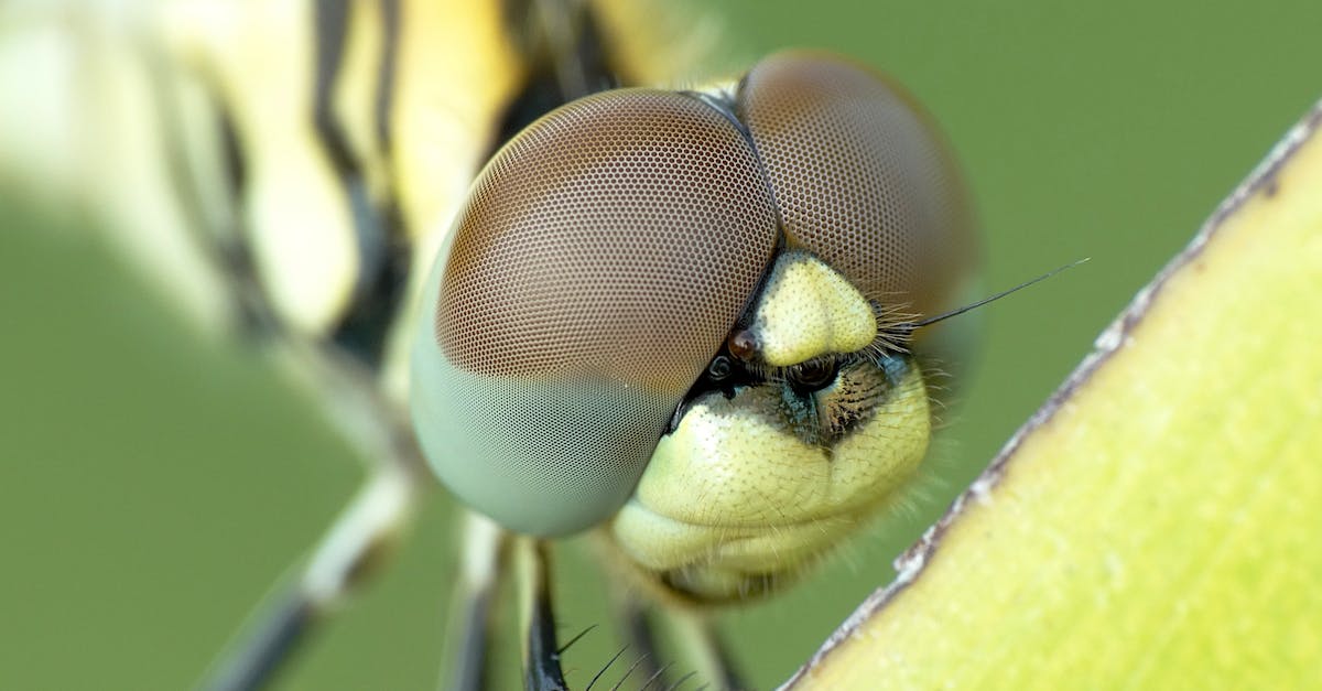 Why can't I change my eye color in New Leaf? - Yellow and Black Dragonfly