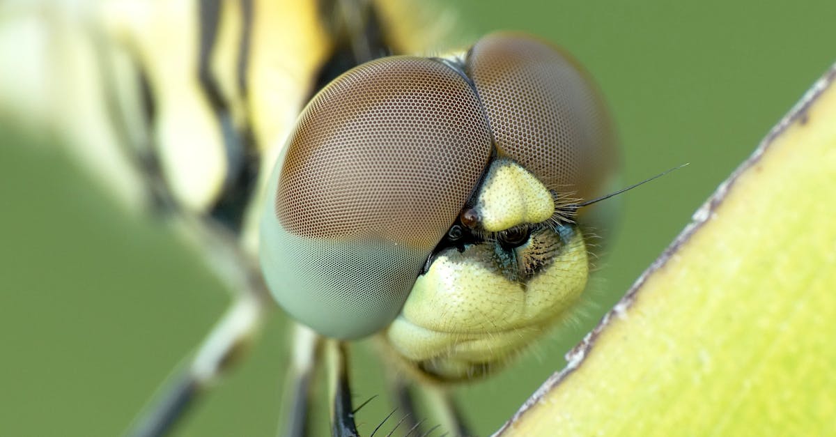 Why can't I change my eye color in New Leaf? - Yellow and Black Dragonfly Why can't I change my eye color in New Leaf? - Yellow and Black Dragonfly