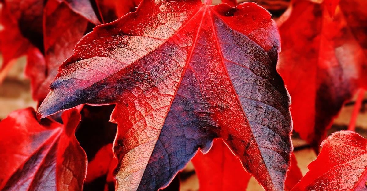 Why can't I change my eye color in New Leaf? - Red and Brown Plant Leaf in Closeup Photo