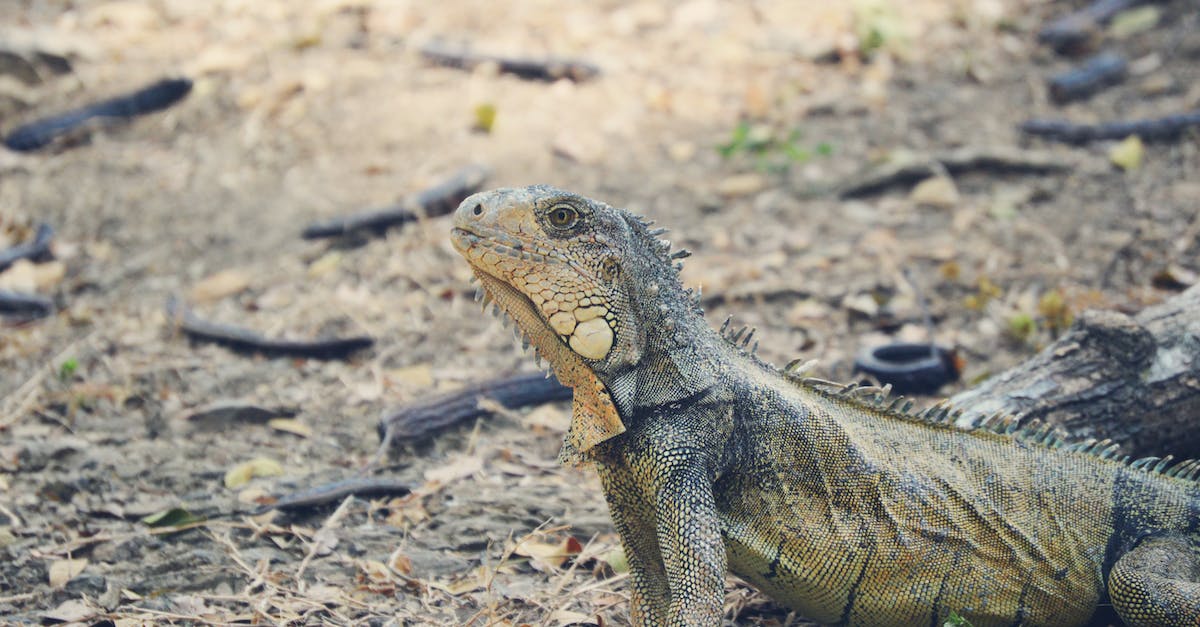 Why can't I get any dragon skin drops from Anacondaur? - Green Lizard Beside Wood Piece